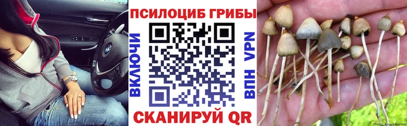 Псилоцибиновые грибы Cubensis  omg tor  Тверь 